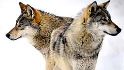 La ternura de los lobos. Stef Penney. (Material complementario)